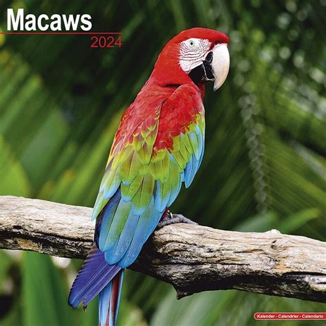 Keluaran macaw  Pada tahun 1999, Republik Rakyat Tiongkok (RRT) menerima Macau dari Portugal